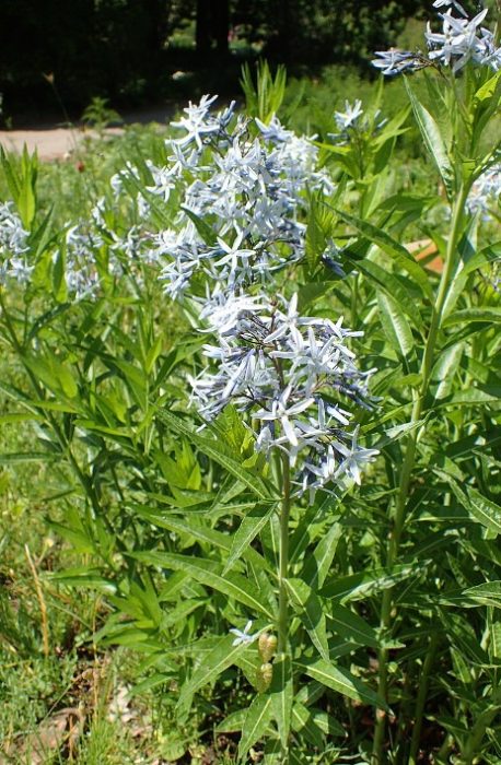 Амсония ориенталска