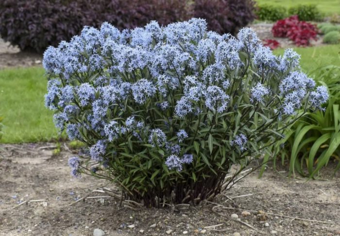 Цвете на амоняк