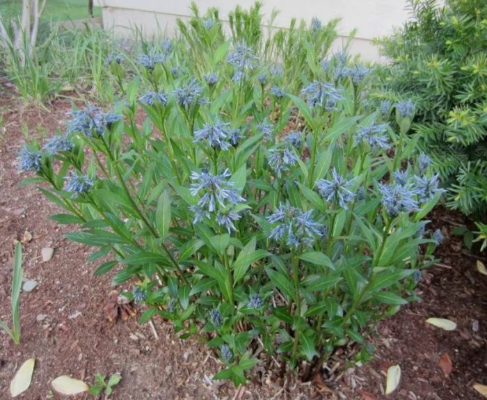 Амоняк в земята