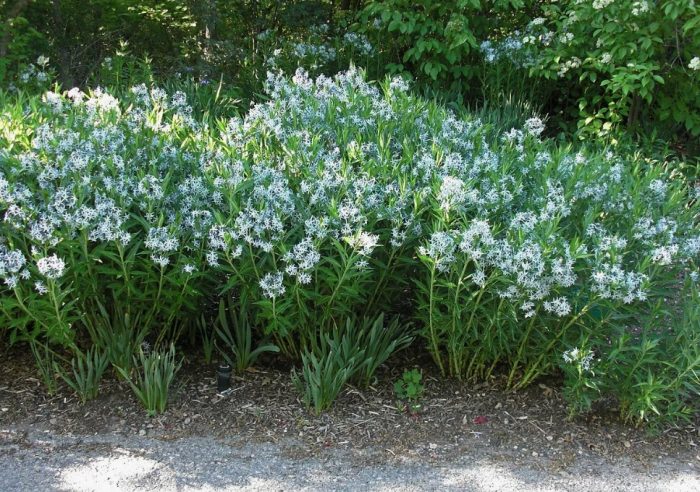 Амонячни храсти на групи