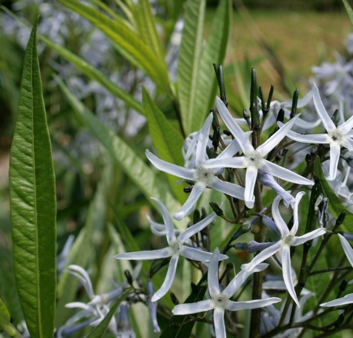 Листа от амоняк