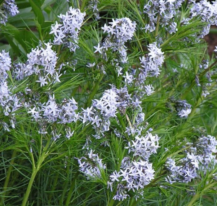 Амсония табермонтана