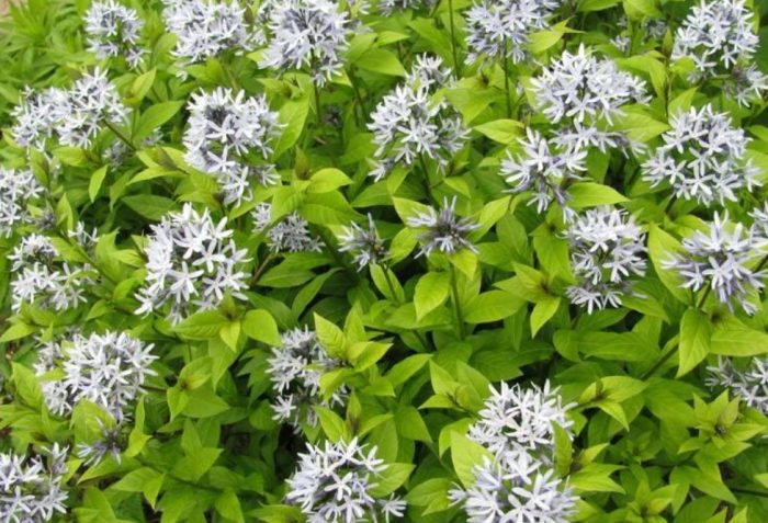 Разнообразие от къси стакове