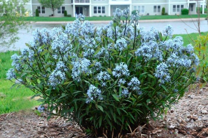 Амсония сорт Буревестник