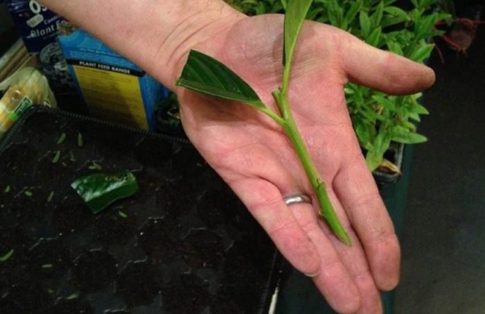 Резници от амоняка