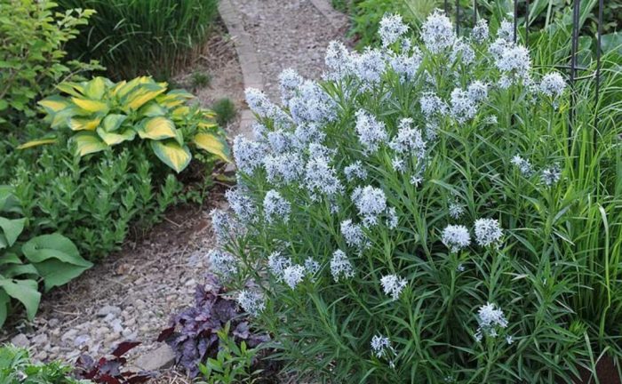 Амсония с хости