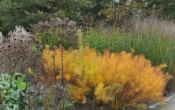 Амоня през есента