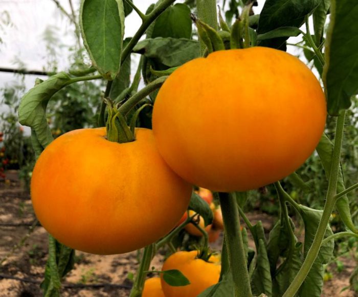 Целувката на баба от сорта