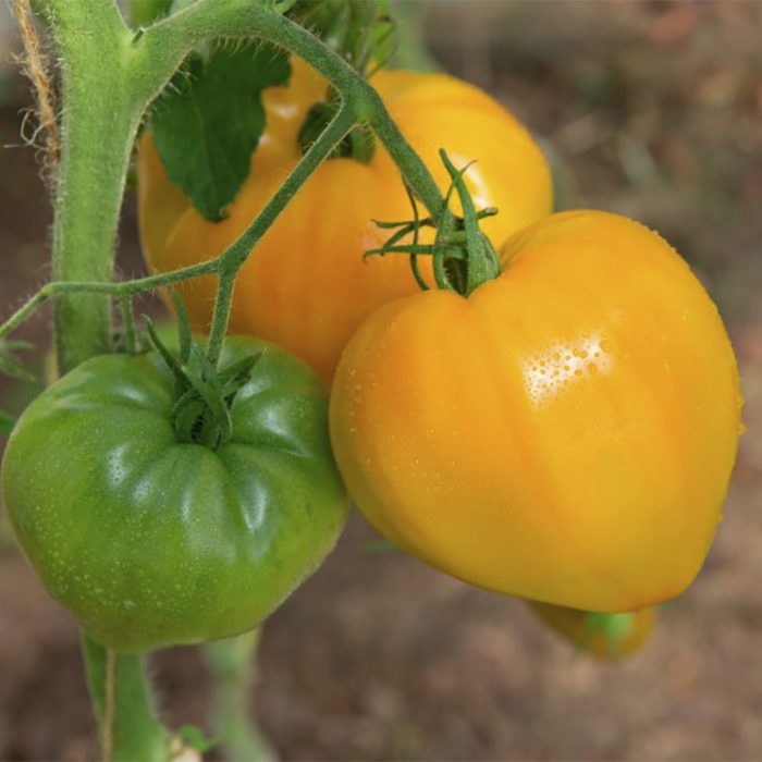 Сорт портокал "Bull's Heart"