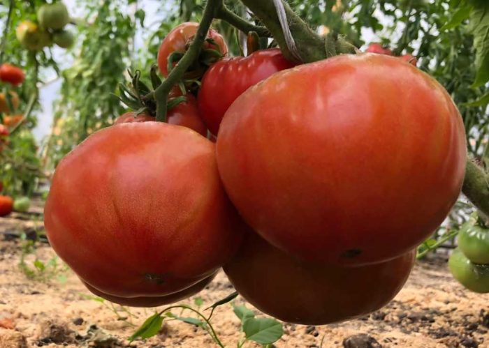 Бийска роза