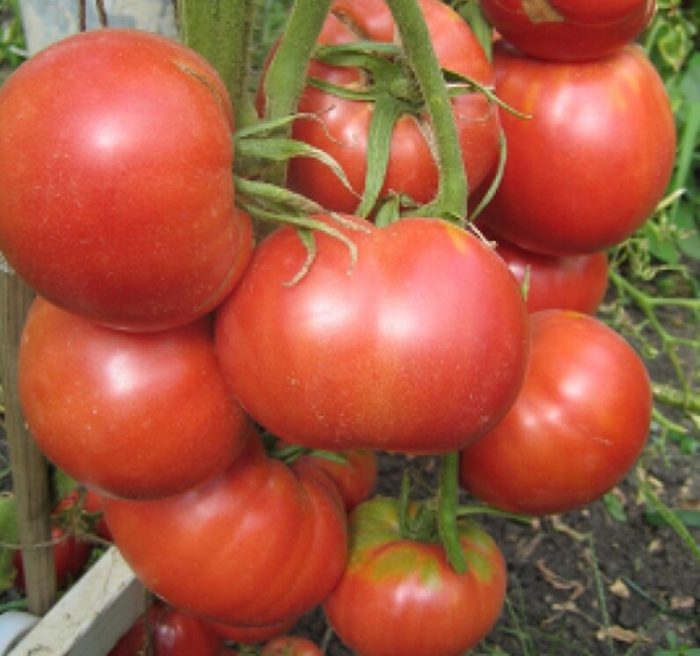 Бийск Розан