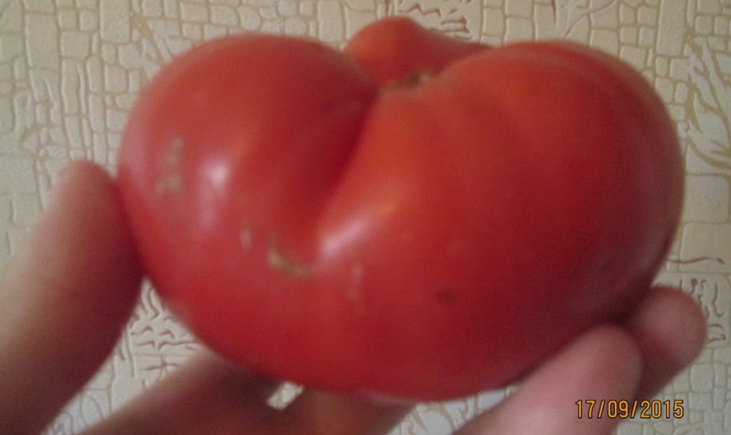 Устойчив на китайски болести