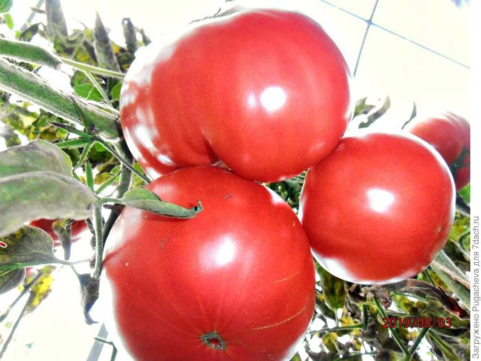 Голямата мечка