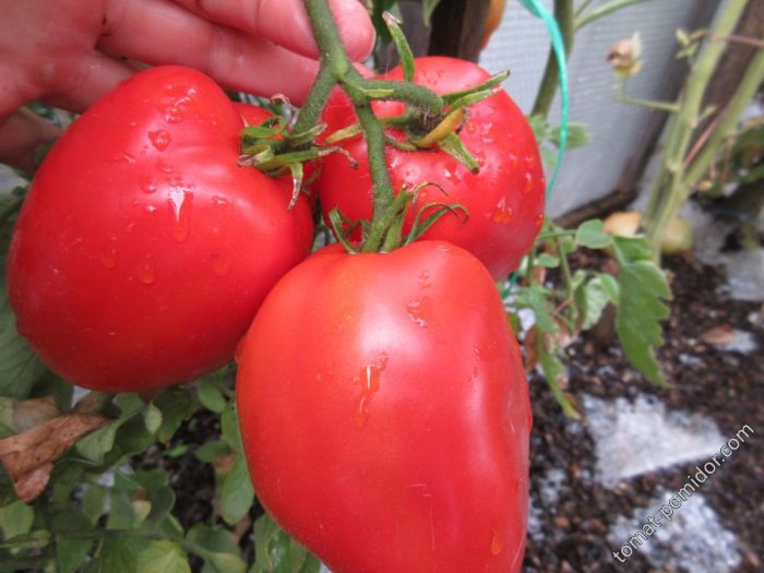 Гигантски сорт Де Барао