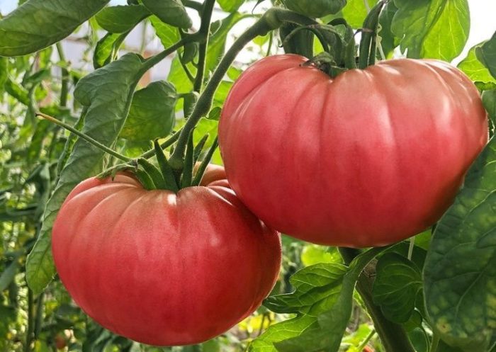 Сортът Дородни