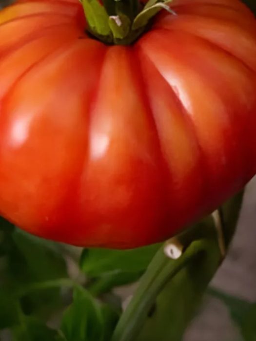 Разнообразие от „Уважаеми гости“