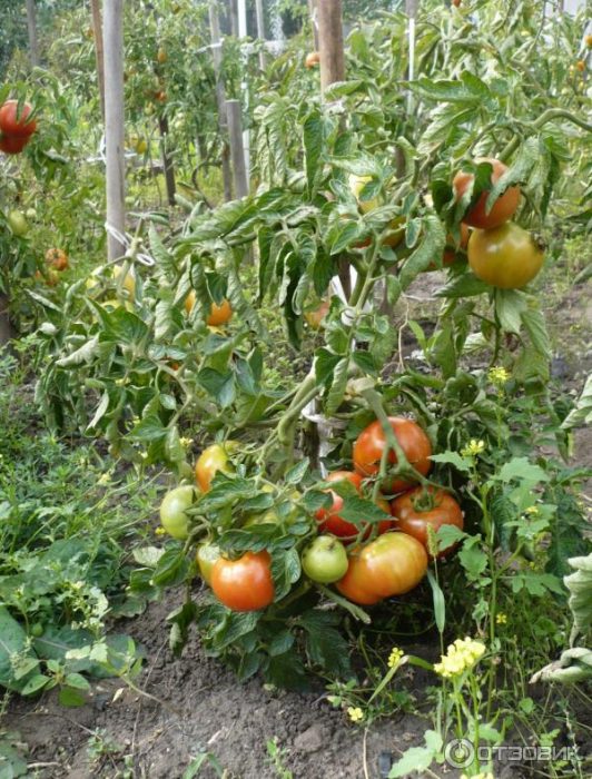 Разнообразие от джин TST