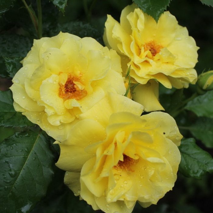 Жълт диамант