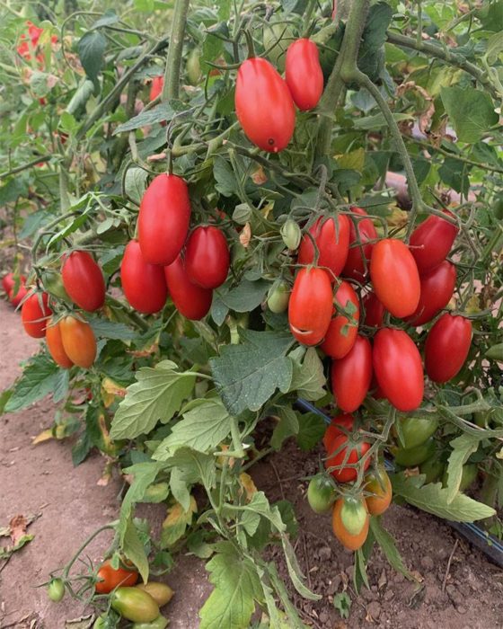 Френско грозде