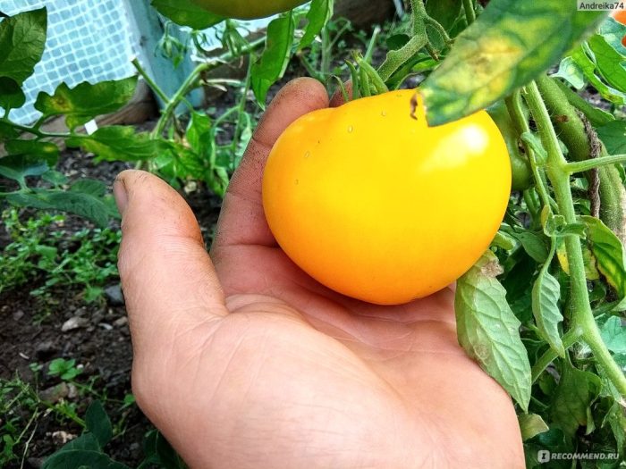 Сорт Лимонов Гигант