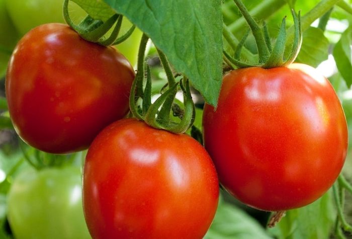 Разнообразие Канопус