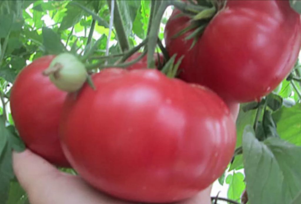 Китайски розов сорт