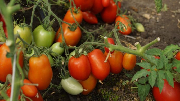 Бойно разнообразие