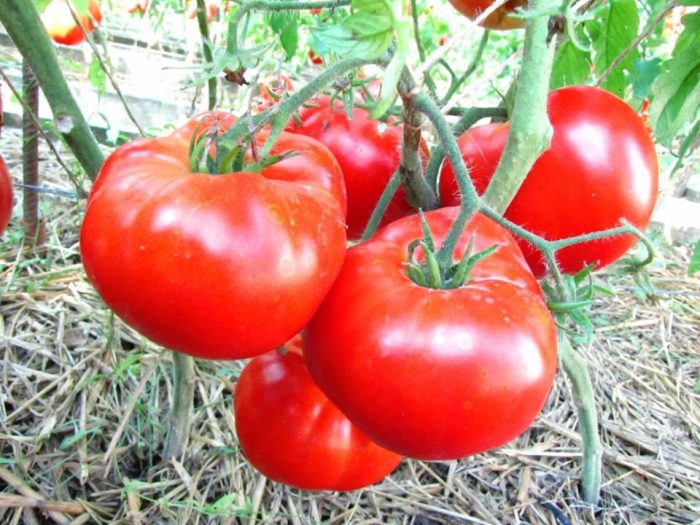 Крал на ранните