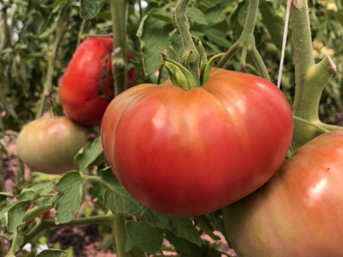 Любим сорт Кинг