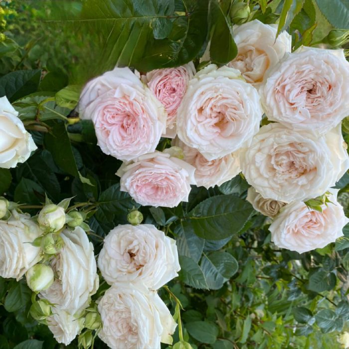 Мадам Анизет