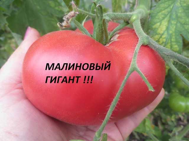 Малинов гигант