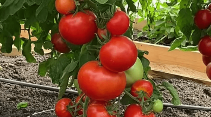 Разнообразие Мамут