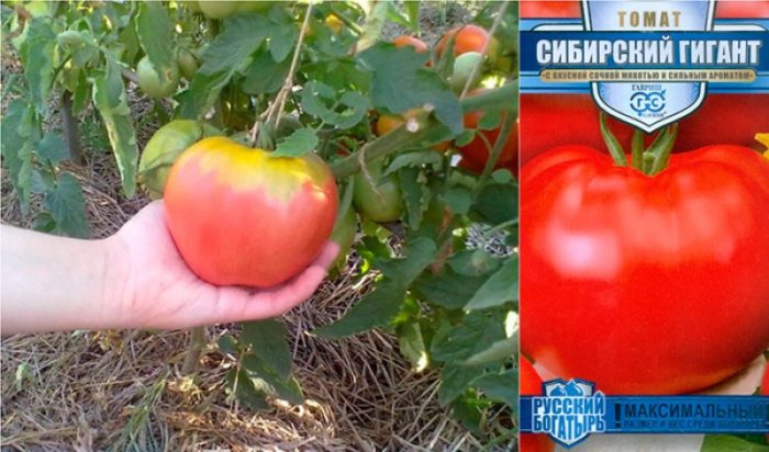 Сибирски гигант