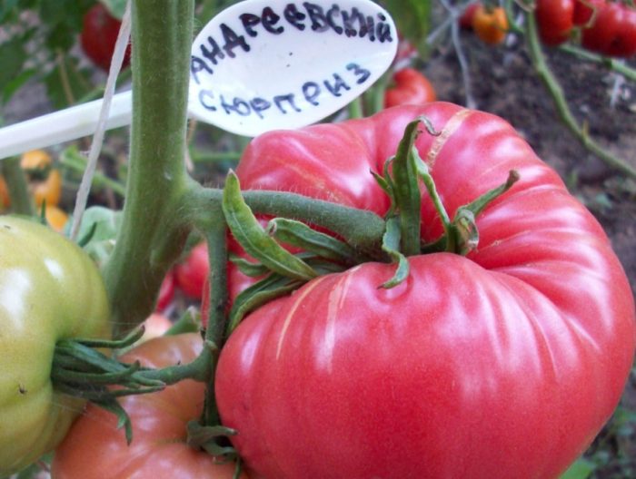 Изненадата на Свети Андрей