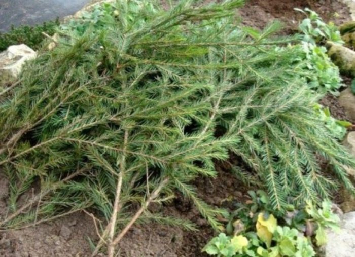 Покриване със смърчови клони