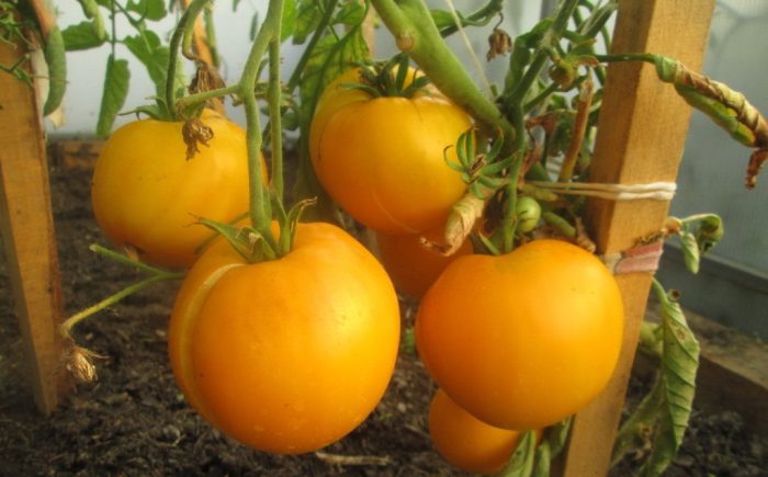 Разнообразие Ваше Величество