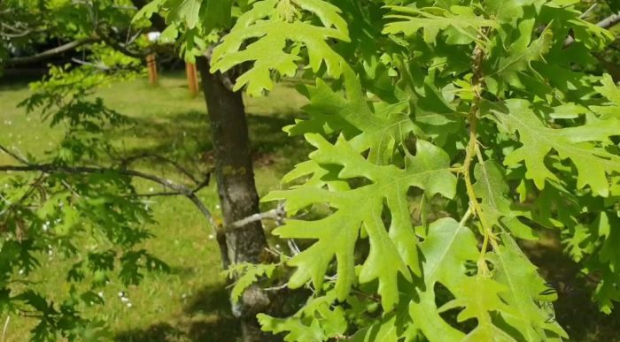 Дъб Лацината