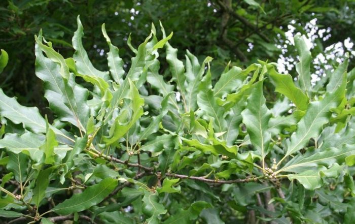 Дъб Меспилифолиен