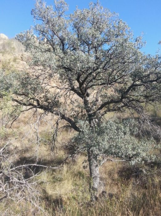 Дъб Облонгифолистен