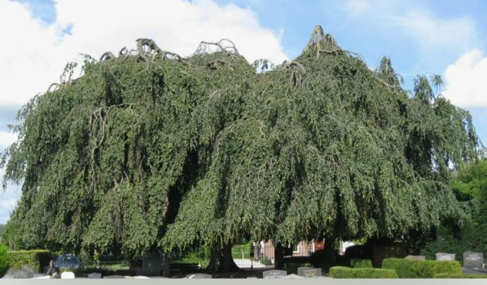 Пендула Дъб