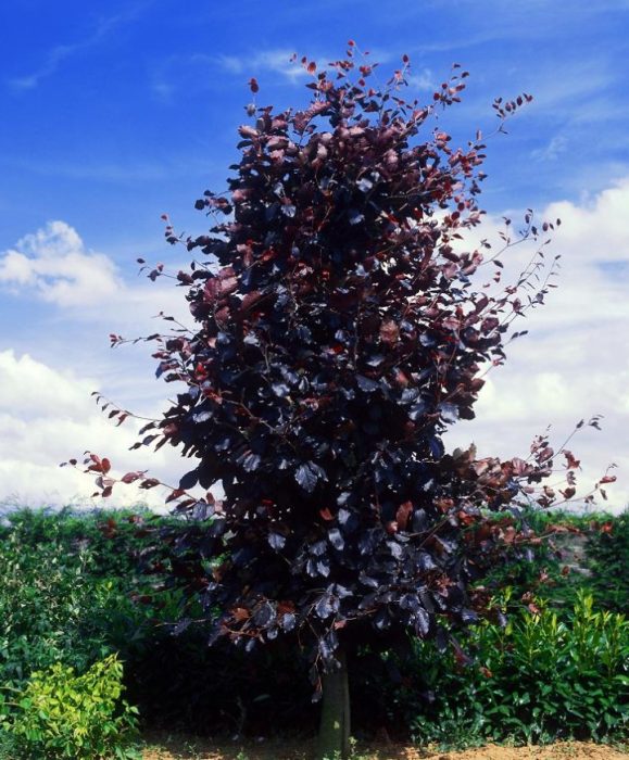 Дъбова пурпурея