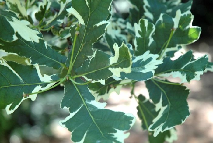 Дъб Вариегейт