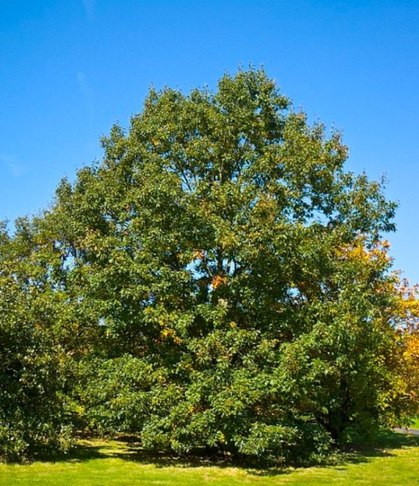 Кадифен дъб