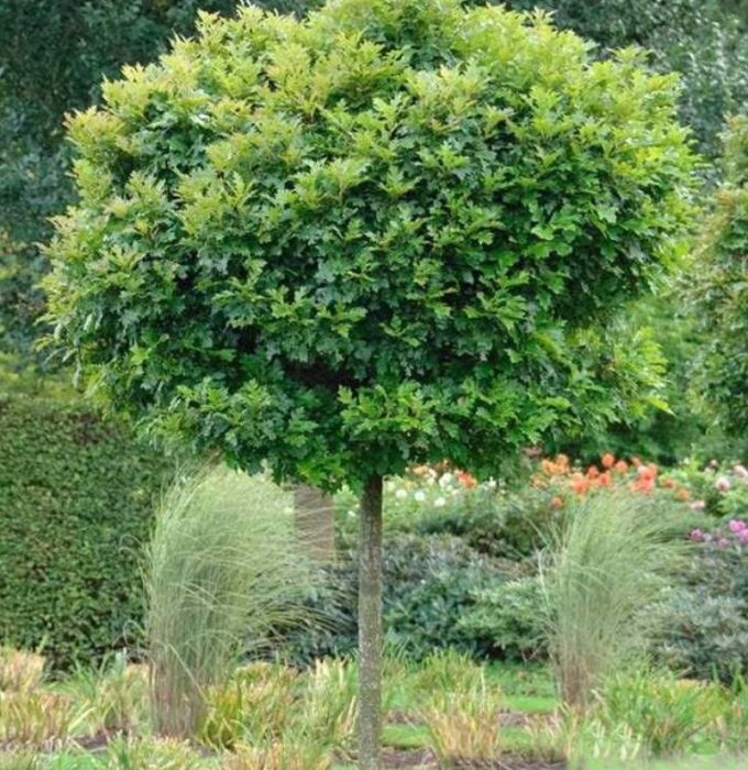 Блатен дъб Зелено джудже