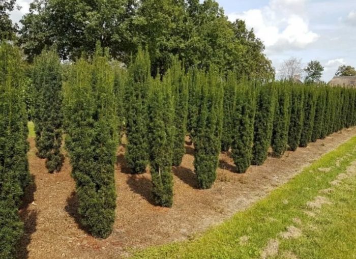 Английски дъб Fastigiata Hoopsi