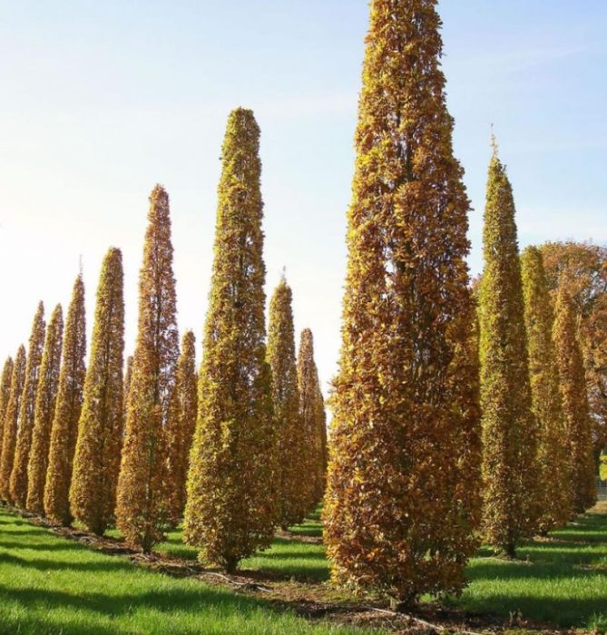 Английски дъб Fastigiata Koster