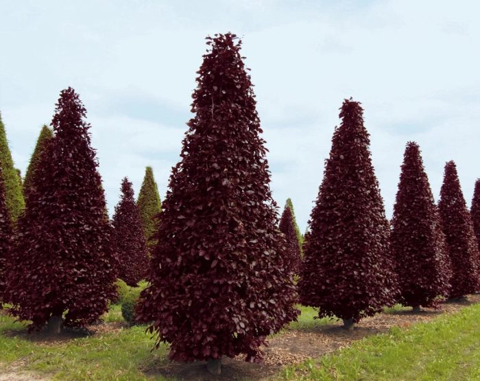 Английски дъб Fastigiata purpurea