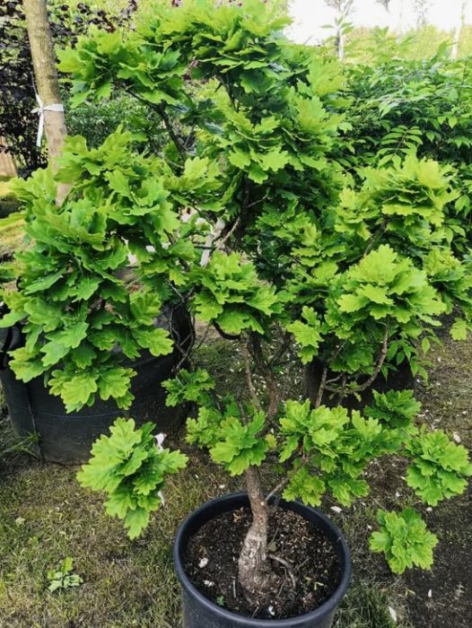 Дъбов дъб Compacta