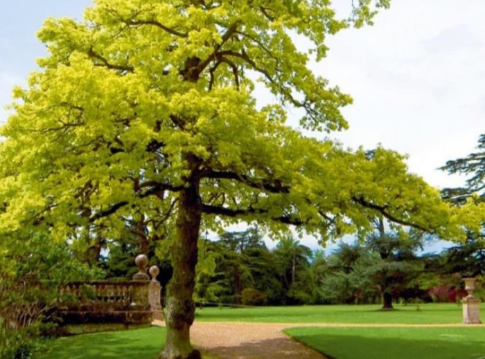 Английски дъб Конкорд