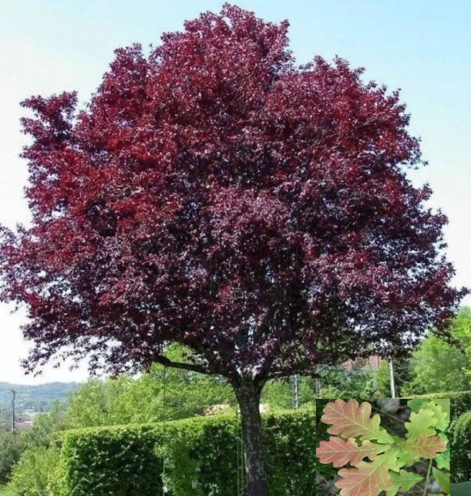 Английски дъб Нигра